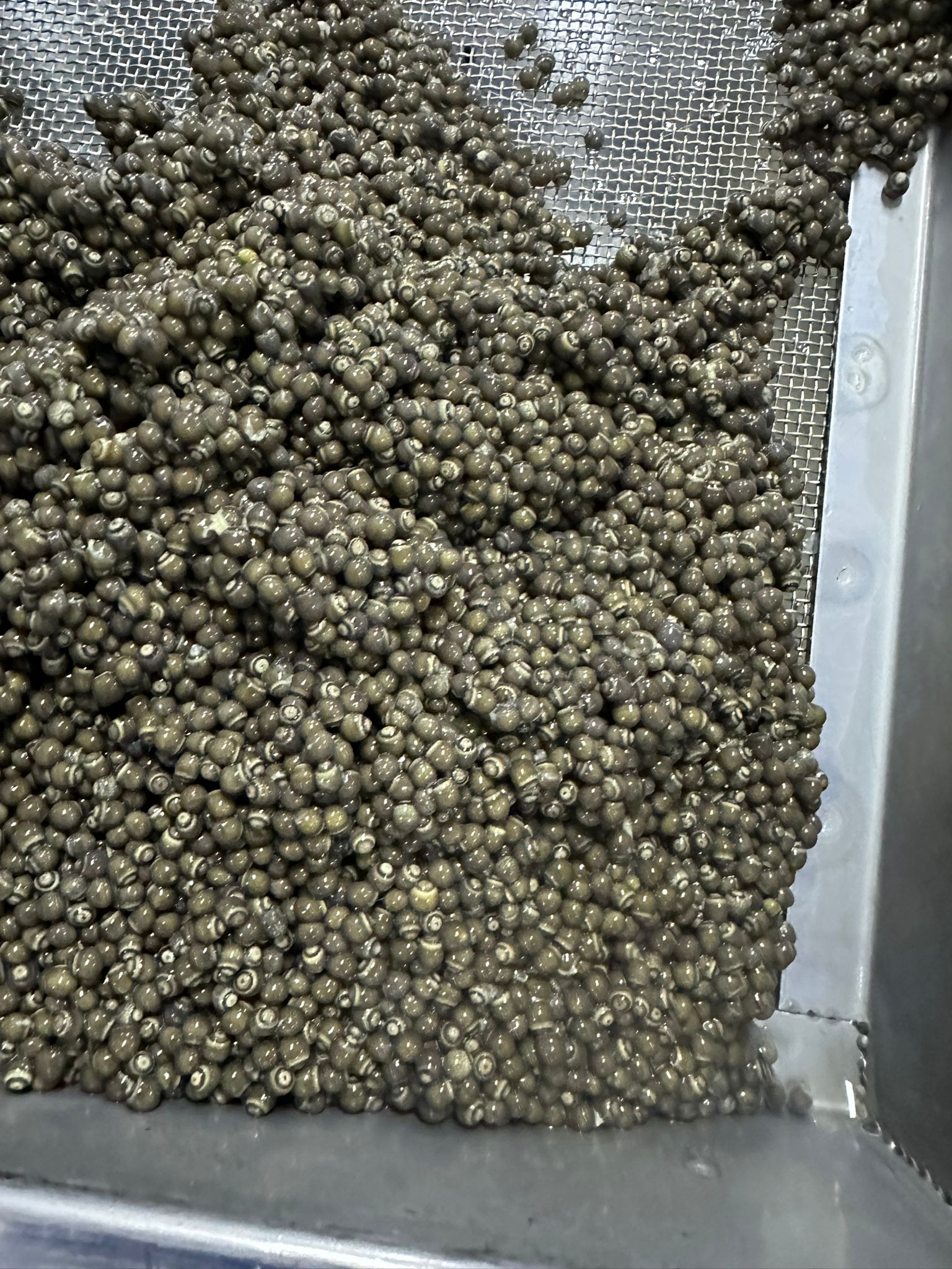 Cold storage shelves stacked with master caviar tins at London facility