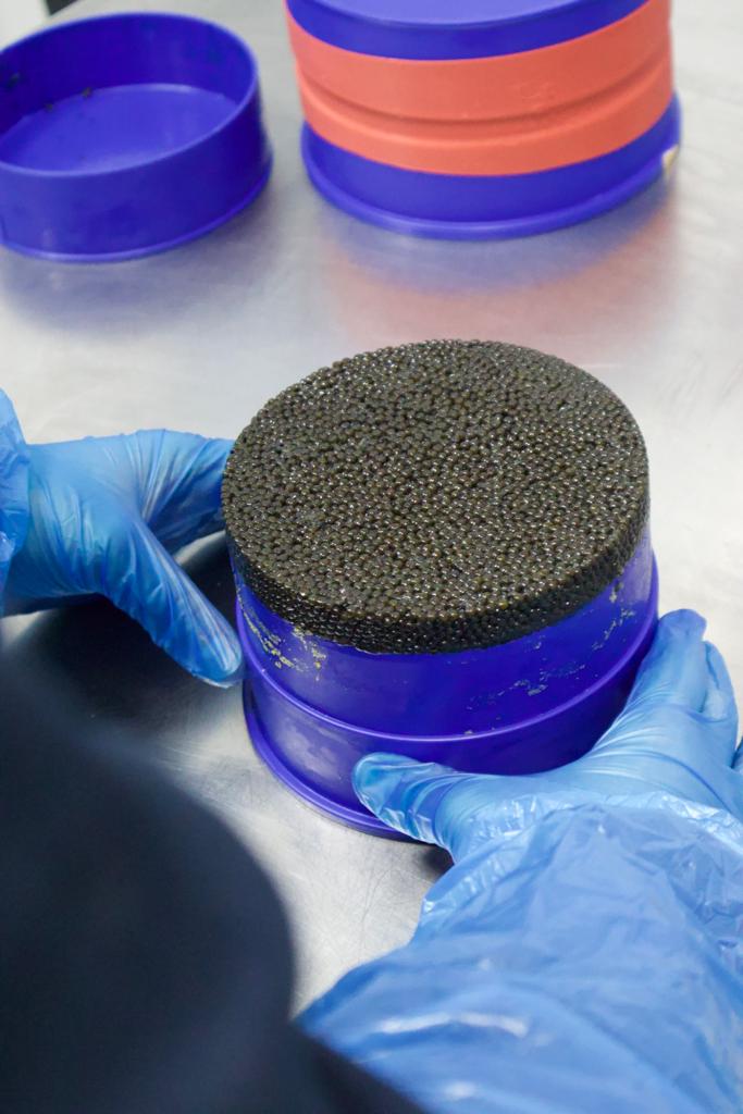 Master tin of caviar being handled with blue gloves at processing facility