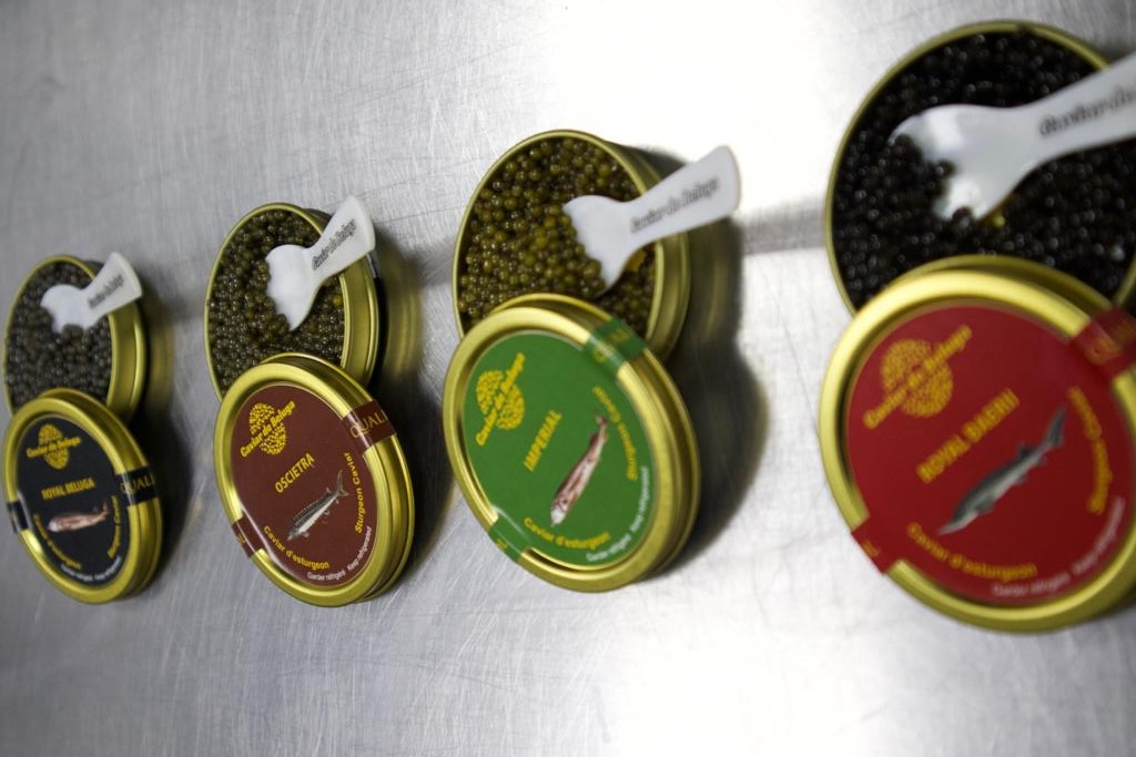 Caviar de Beluga complete range — all four varieties displayed with branded lids and spoons